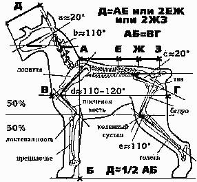 Стандарт цвергшнауцера схема анатомия